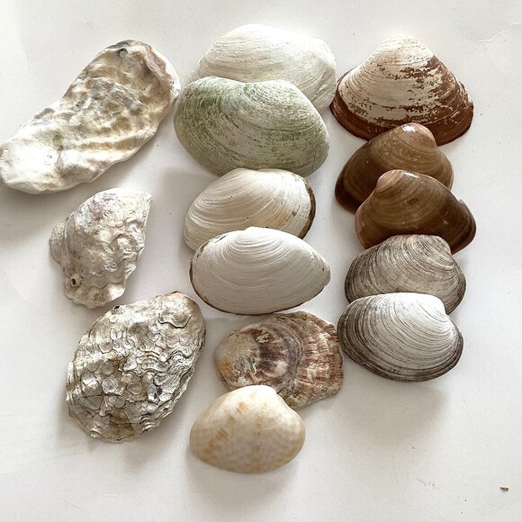 An Assorted Collection of Seashells Great For Arts Crafts Crafting Pictures - Picture 1 of 4